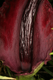 Dracunculus vulgaris RCP6-09 05.jpg